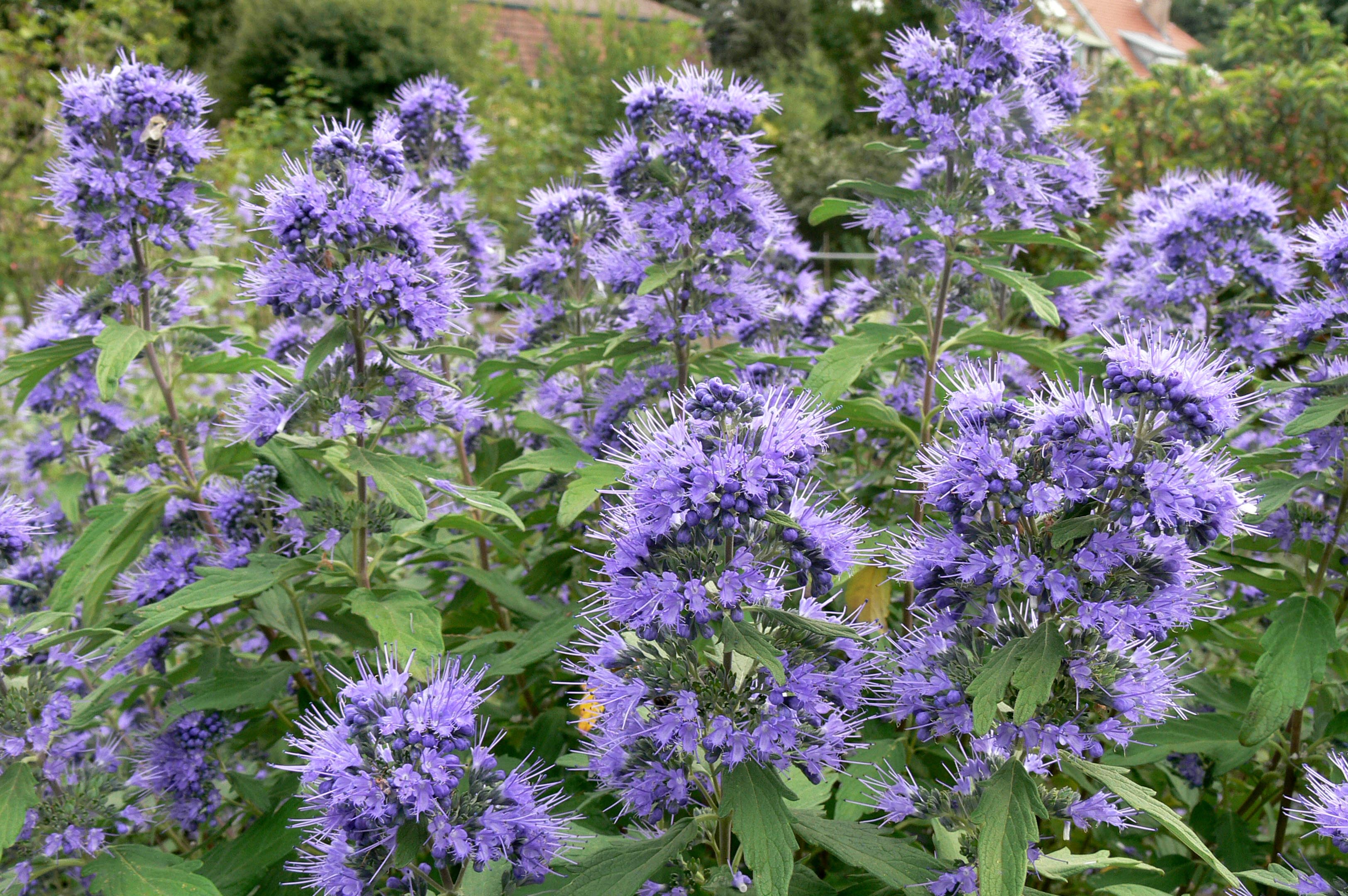 Caryopteris clandonensis